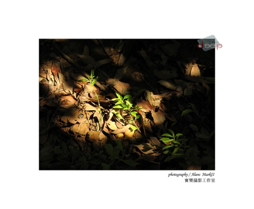 绿色情缘